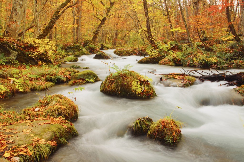Autumn Colors of Oirase River, located in Aomori Prefecture Japan