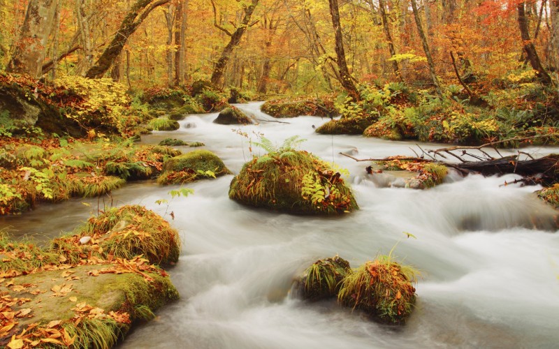 Autumn Colors of Oirase River, located in Aomori Prefecture Japan