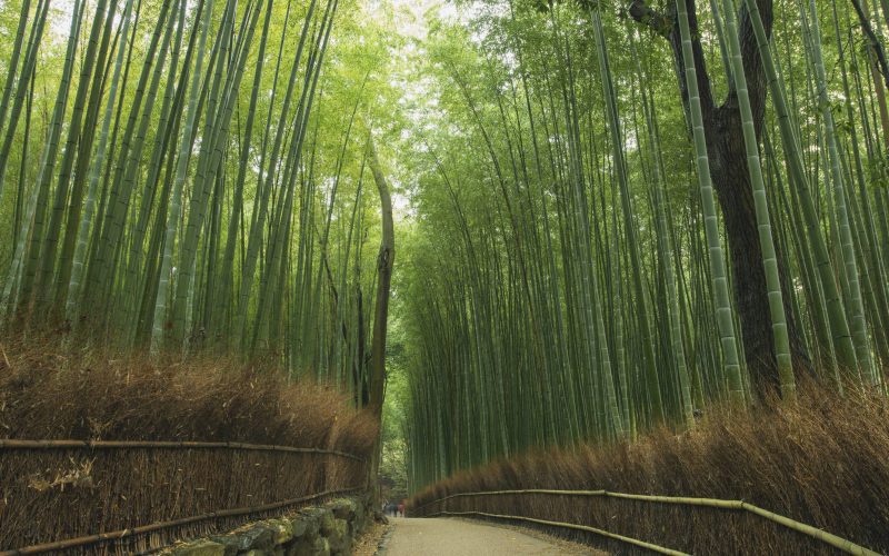 Early in the morning, after a brief rain shower, a relaxing walk through the bamboo forest. A small road leads through the beautifully landscaped bamboo forest. Just a special place. Very few people are on the move.