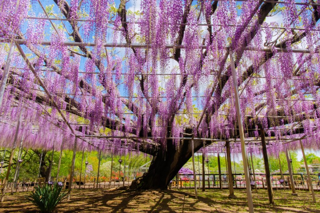 Ashikaga Tochigi Japan