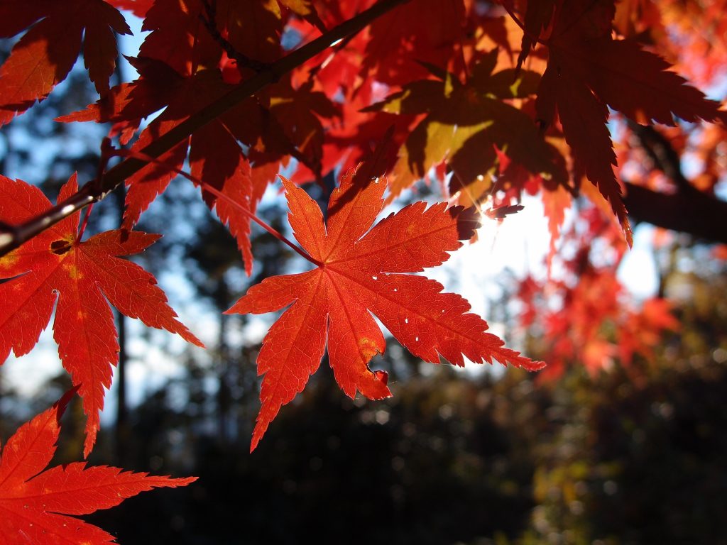 Autumn leaves at Mount Takao