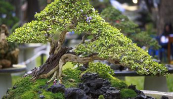 Bonsai on display.