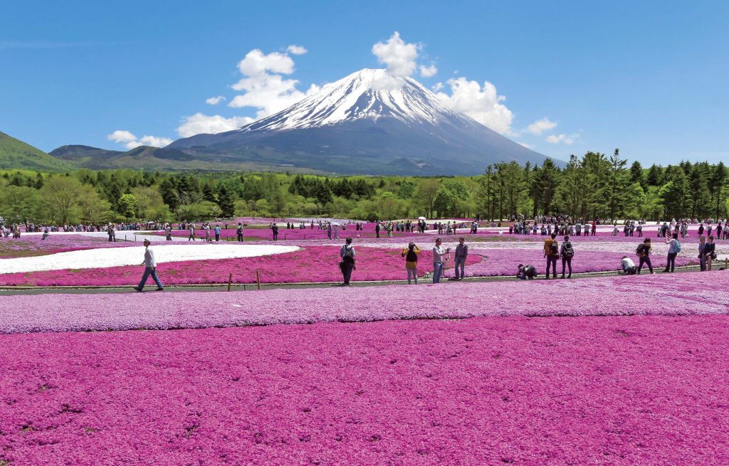 See the spectacular shibazakura at the base of Mount Fuji.