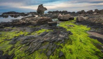 Sea Moss Near Kabuto Rock At Senjojiki