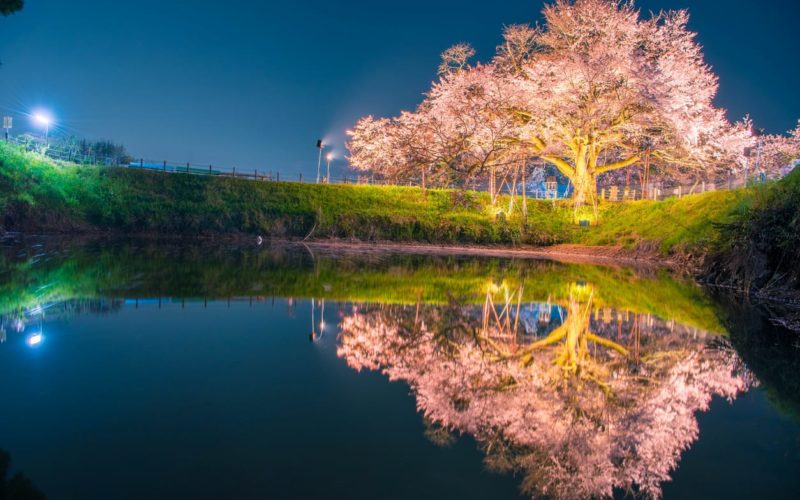 Fukuoka City sakura lit at night.