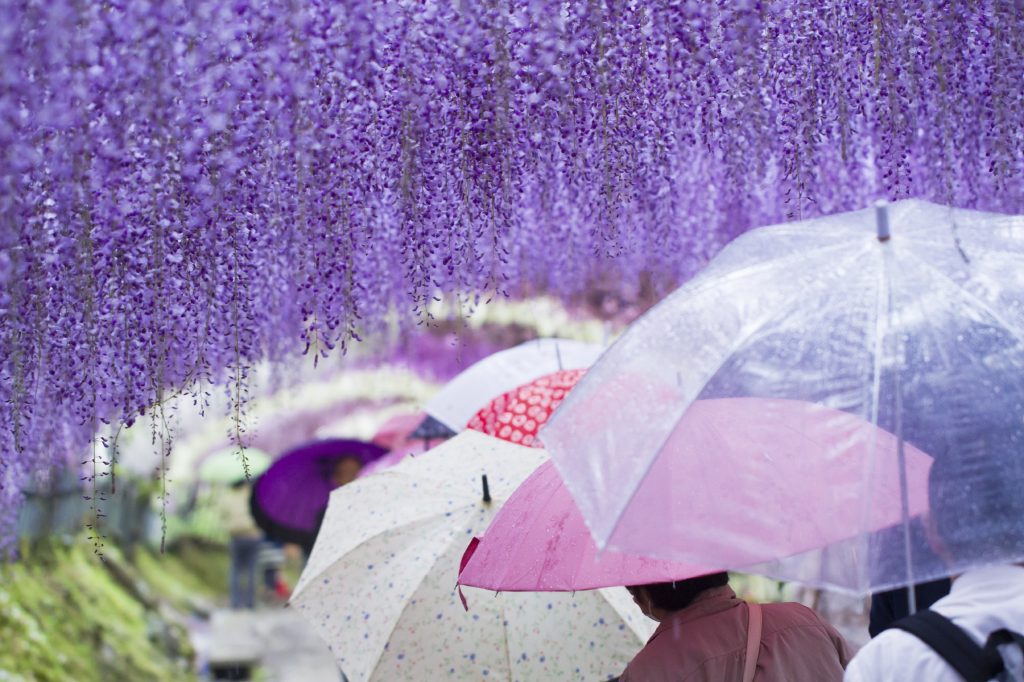 Wisteria tunnels in Fukuoka Prefecture