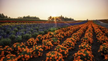 Field of flowers stretching for miles. Taken in Biei, Japan.