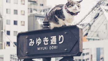 Ginza
