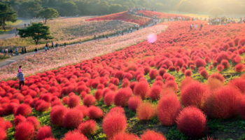 hitachisHitachi Seaside Park in Ibarakieasidepark