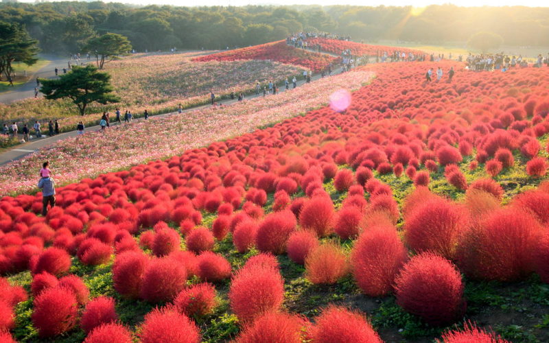 hitachisHitachi Seaside Park in Ibarakieasidepark
