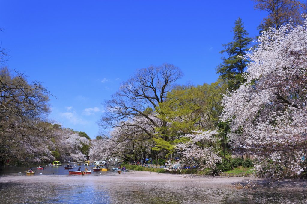 Inokashira Park