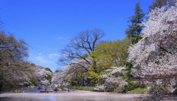 Inokashira Park