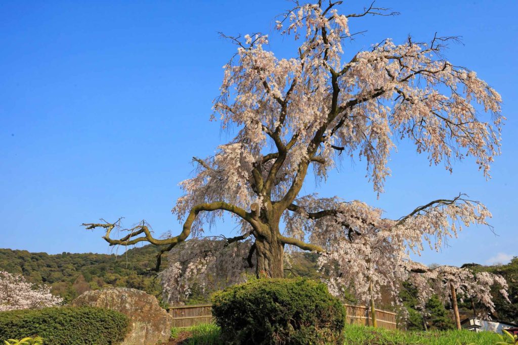 Maruyama Park