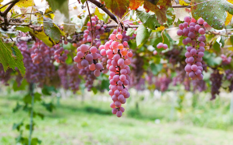 KoshuGrape-Katsunuma