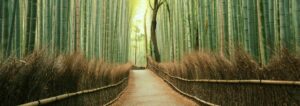 kyoto bamboo