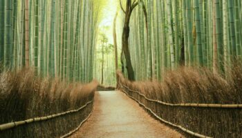 kyoto bamboo