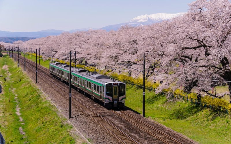 Hitome Senbon Zakura in Miyagi, Japan.