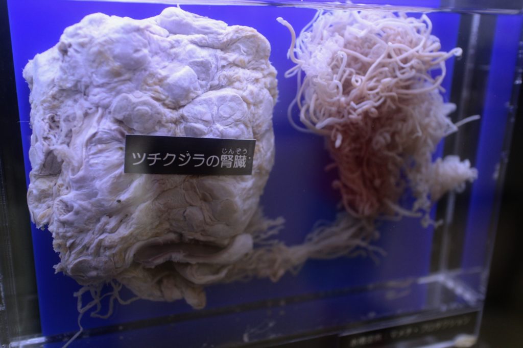 Meguro Parasite Museum in Tokyo