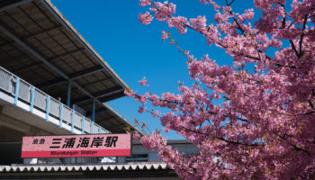 Miura Kaigan Cherry Blossom Festival in Kanagawa Japan
