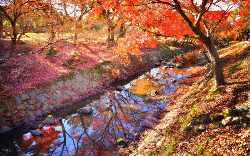 Nara Park