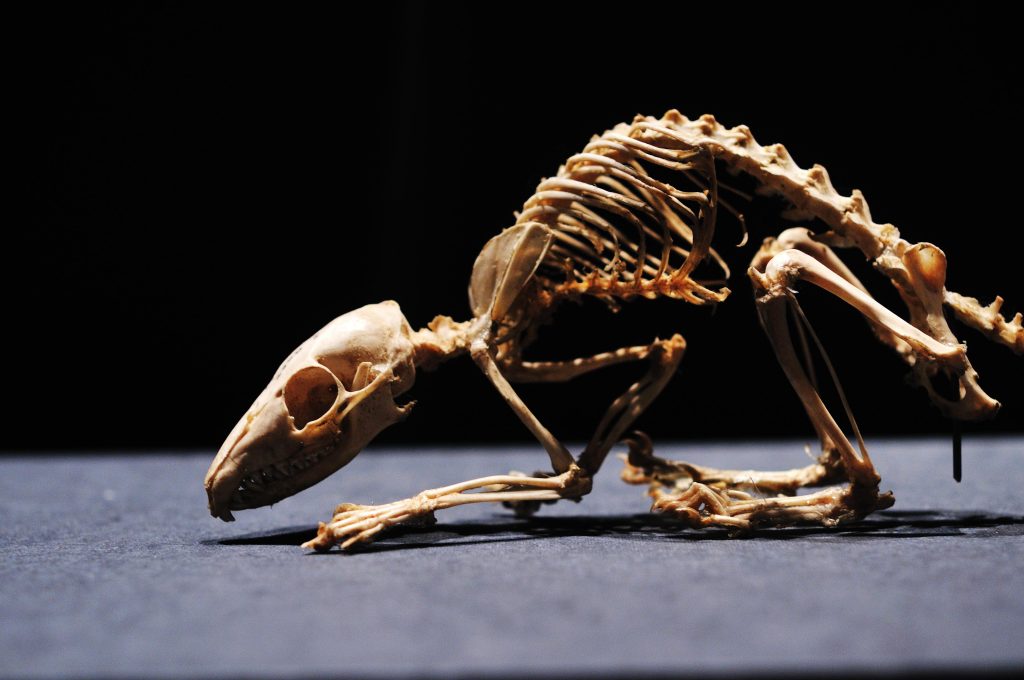 Skeleton at the National Museum of Nature and Science