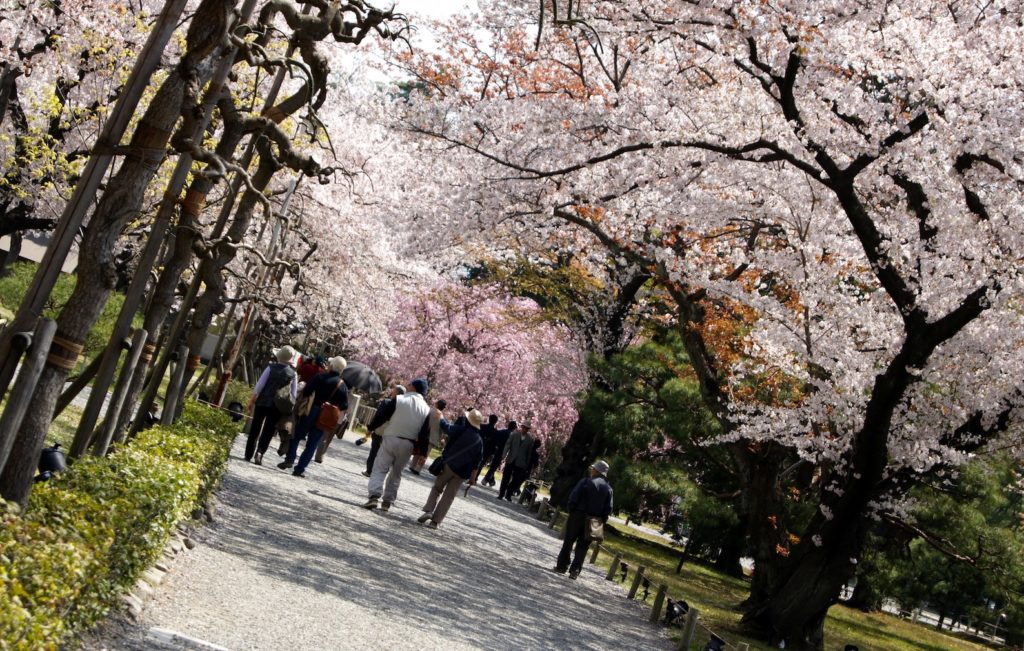 Walking the Nijo Castle garden in spring.