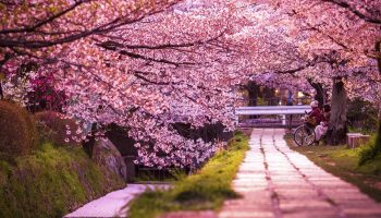Philosopher's Path Kyoto