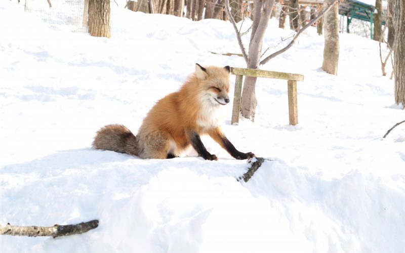 Zao Fox Village Japan