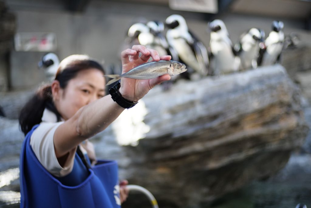 Woman feeding the penguins at Sunshine Aquarium Ikebukuro