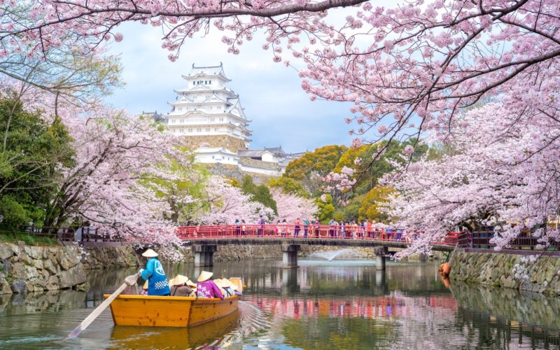 Himeji Castle in Hyogo, Japan during cherry blossom season