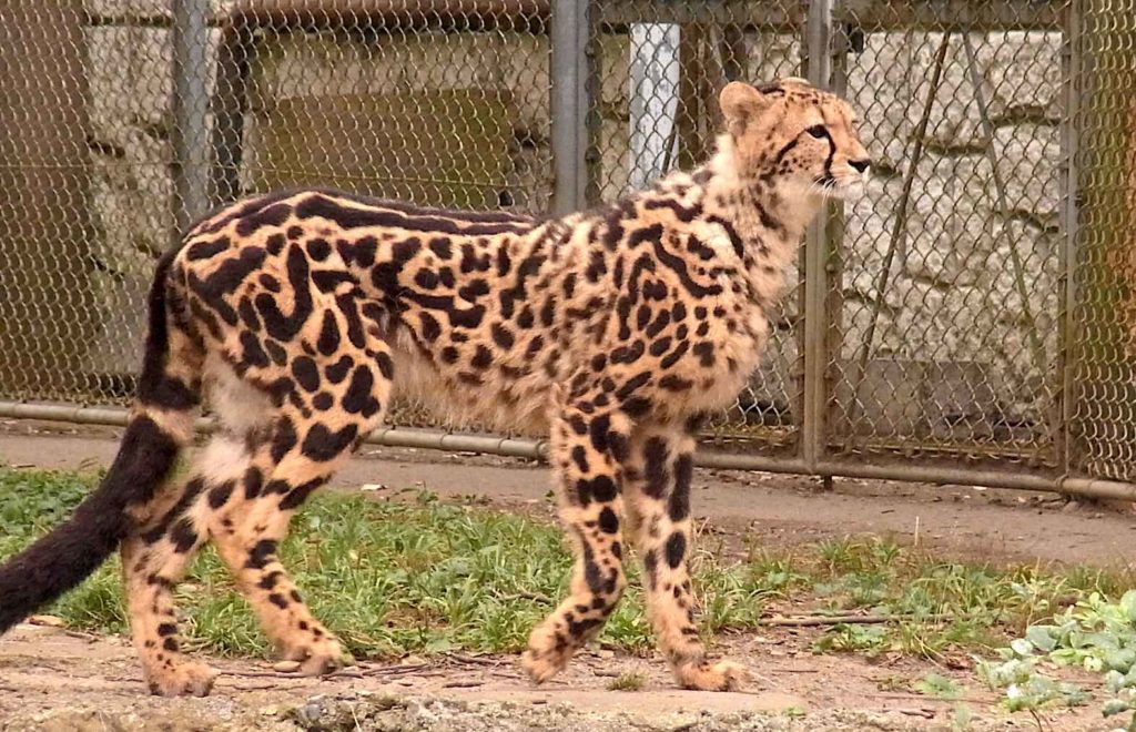 Tama zoo