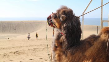 A camel looking out over the Tottori sand dunes