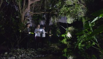 Uwaga Jungle night trekking in Okinawa World