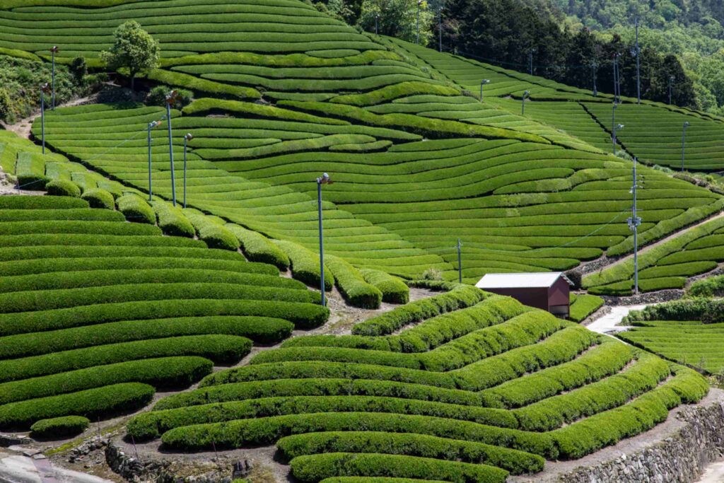 Beautiful tea fields in Wazuka
