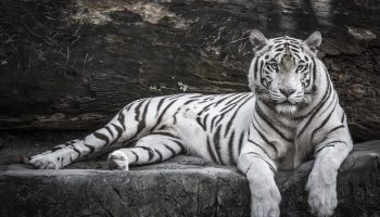 Close up portrait of White Tiger for Tobu Zoo in Saitama.
