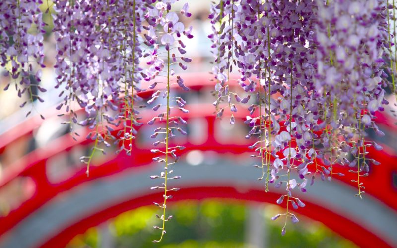 kameido tenjin shrine