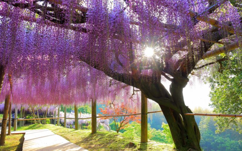 The beautiful wisteria in spring in Kitakyushu, Fukuoka.